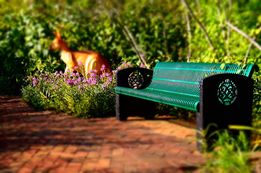 Bench and Kangaroo Photograph by Rodney Lee Williams