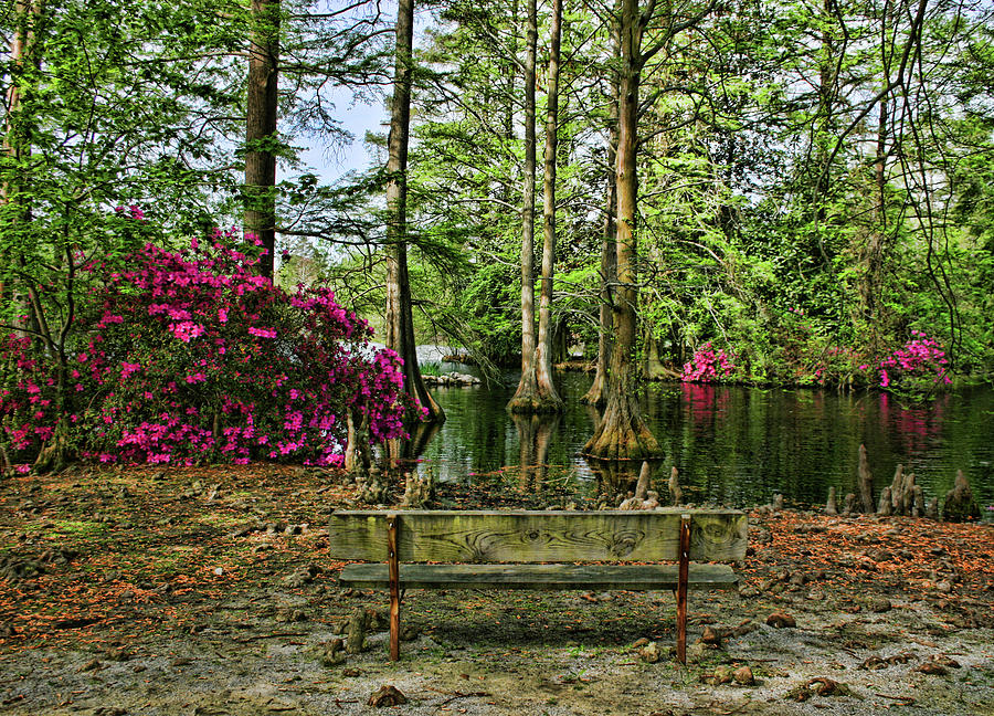 Tree Photograph - Bench by the lake by Cathy Harper