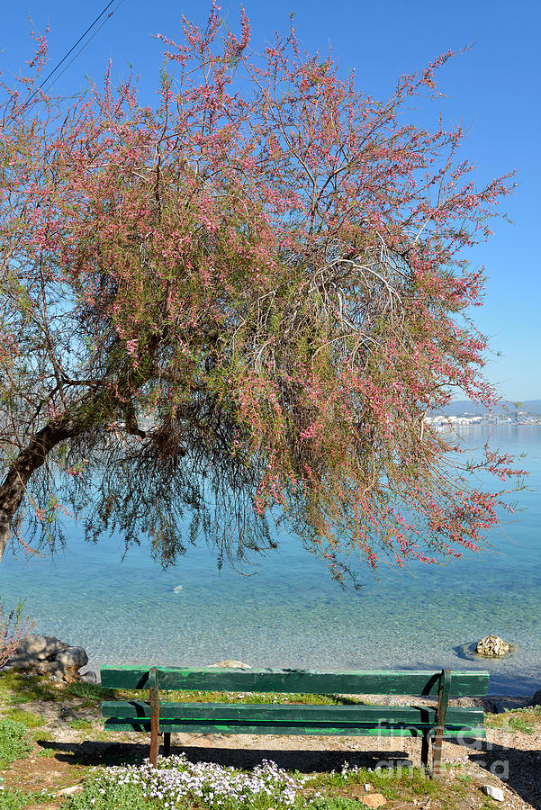 Tree Photograph - Bench by the seaside during springtime by George Atsametakis