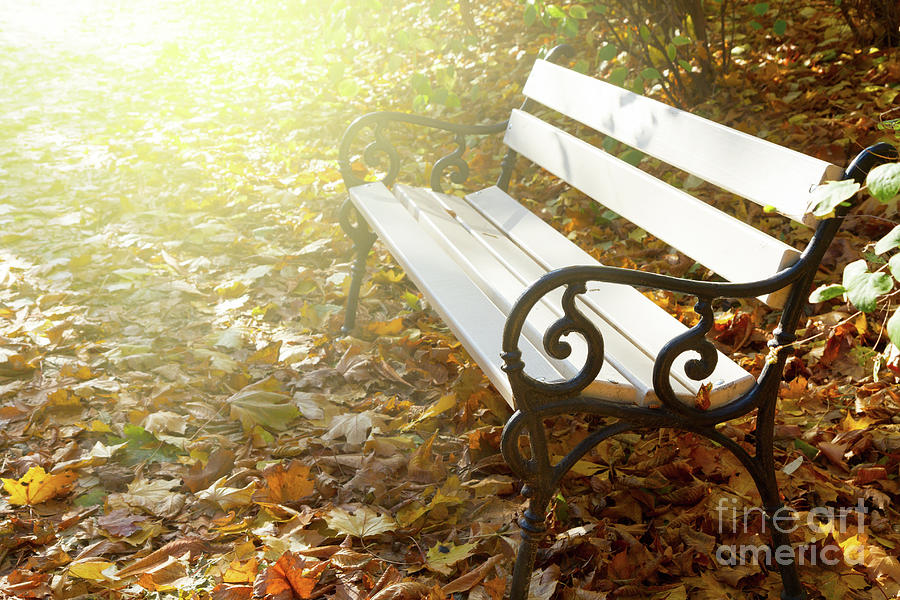 Bench in Autumn Park Photograph by Anastasy Yarmolovich