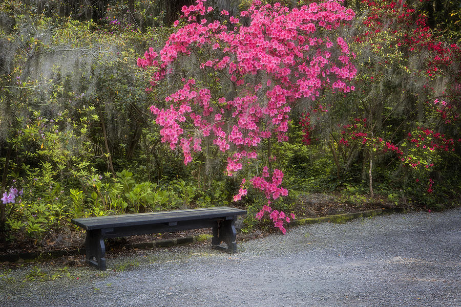 Bench in Azalea Garden Photograph by Ken Barrett