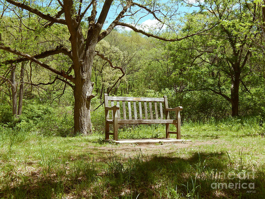 Bench In Nature Photograph by Phil Perkins