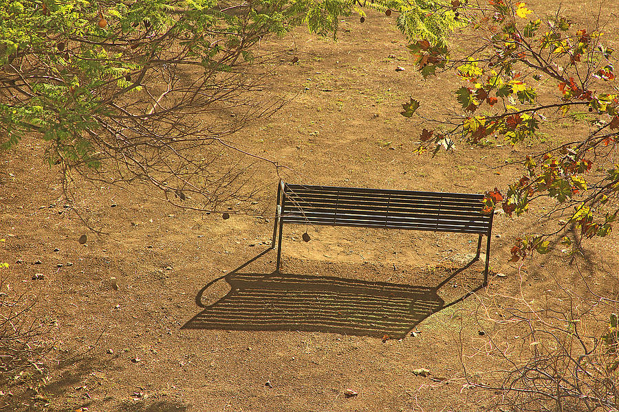 Bench In The Park Photograph by Viktor Savchenko