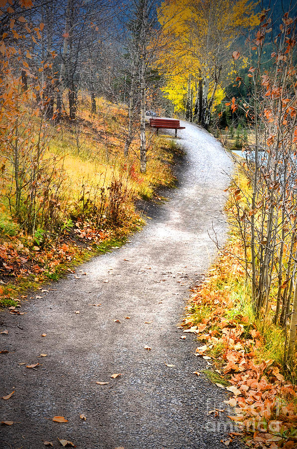 Bench on a Hill Photograph by Tara Turner - Fine Art America