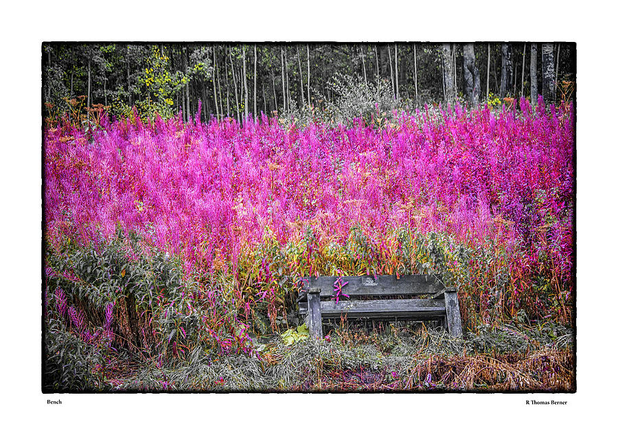 Bench Photograph by R Thomas Berner