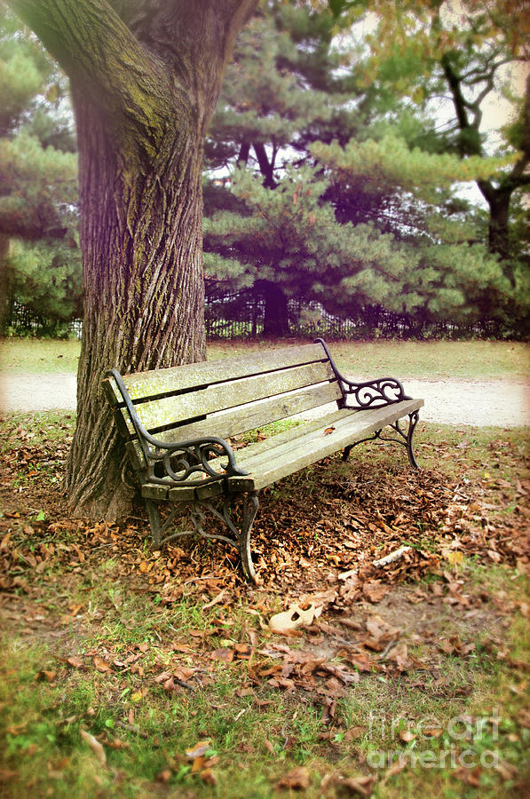 Bench Under a Tree Photograph by Jill Battaglia