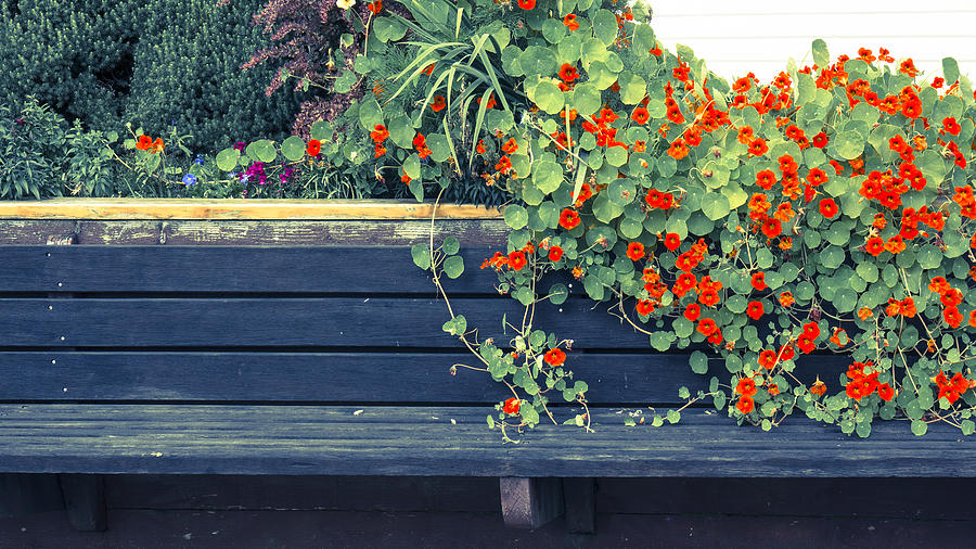 Bench with Flowers Photograph by Michele Cornelius