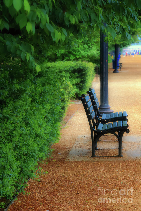 Benches at the National Mall Photograph by Elizabeth Dow