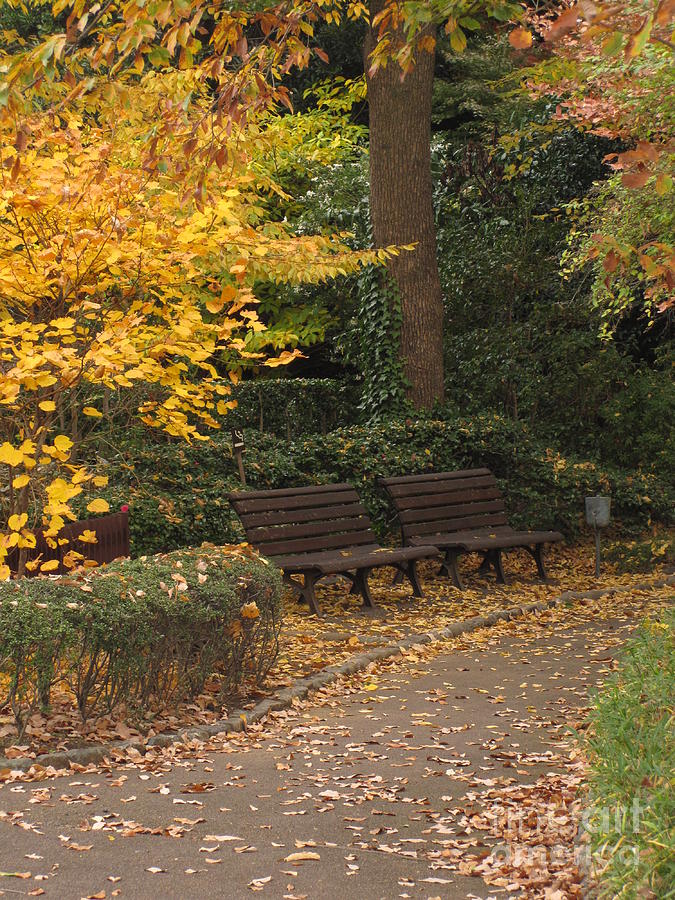 Benches in the Park Photograph by Eena Bo