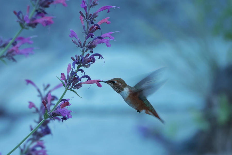 Bend Photograph - Bend Hummingbird by Christian Heeb
