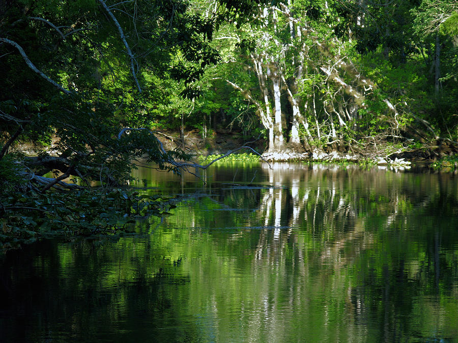 Bend Of The Ocklawaha River Photograph by Bob Johnson