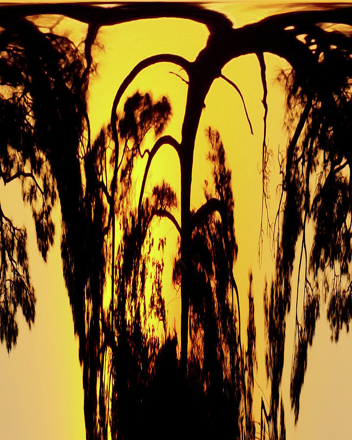 Bended Tree Digital Art by James Granberry