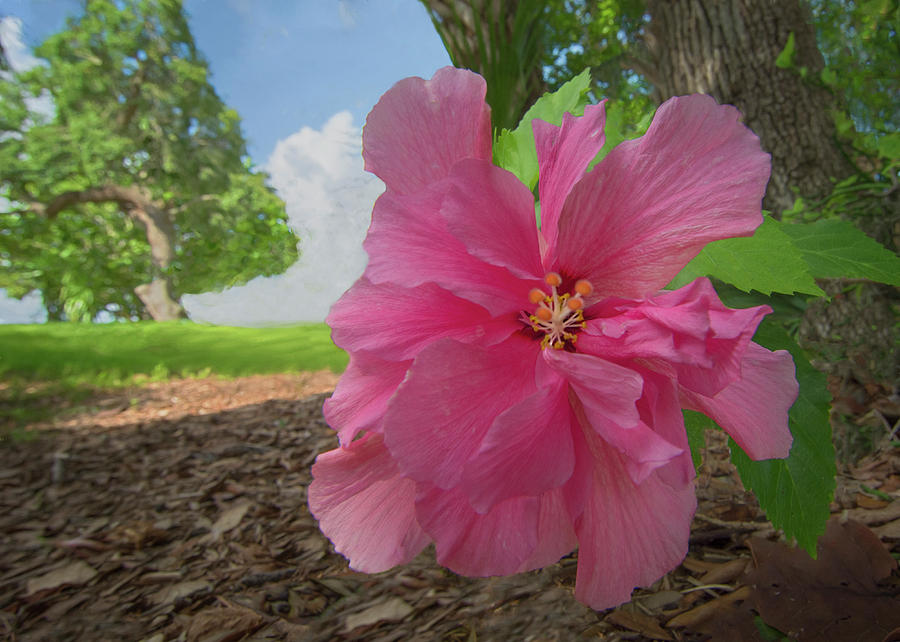 Bending Low - Pink Hibiscus Photograph by Mitch Spence