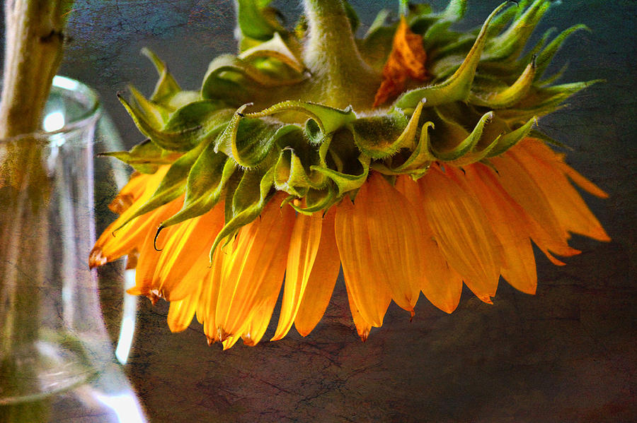 Bending  Sunflower Photograph by John Rivera