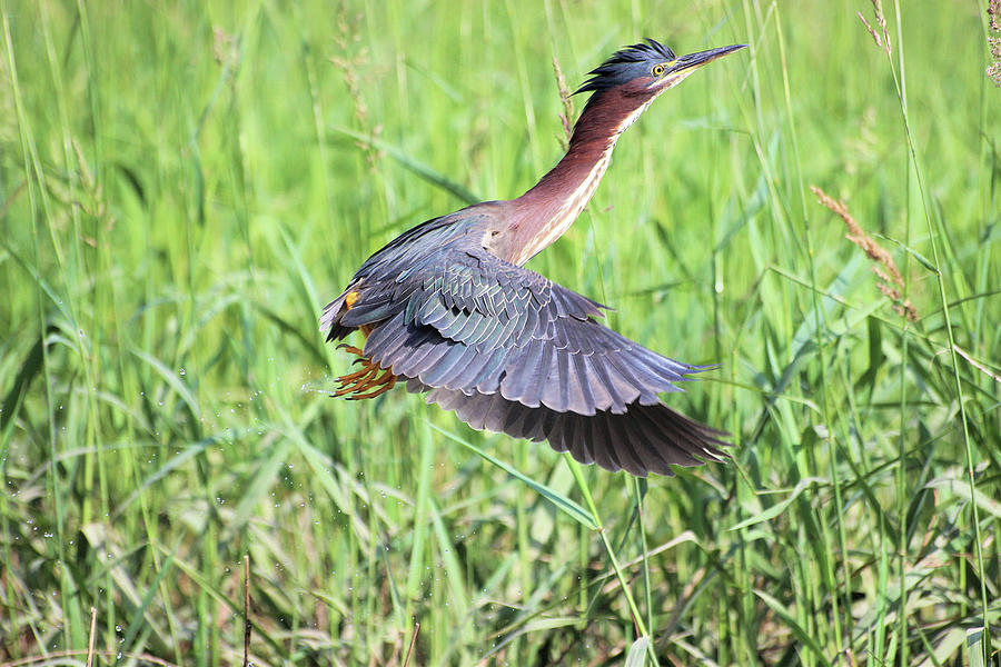 Green Heron In flight Photograph by Jewels Hamrick