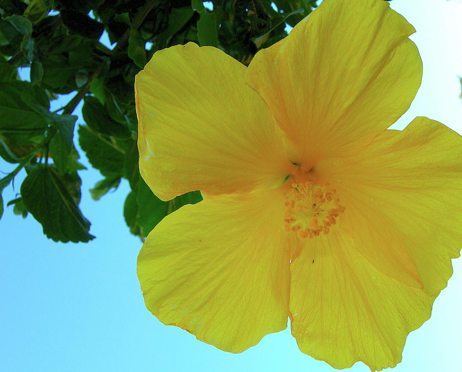 Beneath the Hibiscus Photograph by Randy Rosenberger