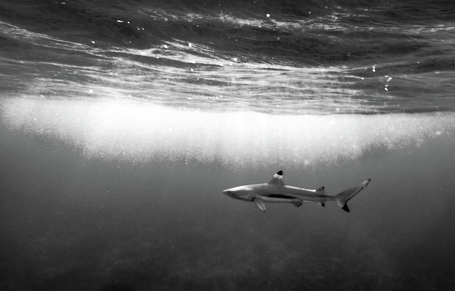 Black And White Photograph - Beneath the Surface by Jessie Snyder