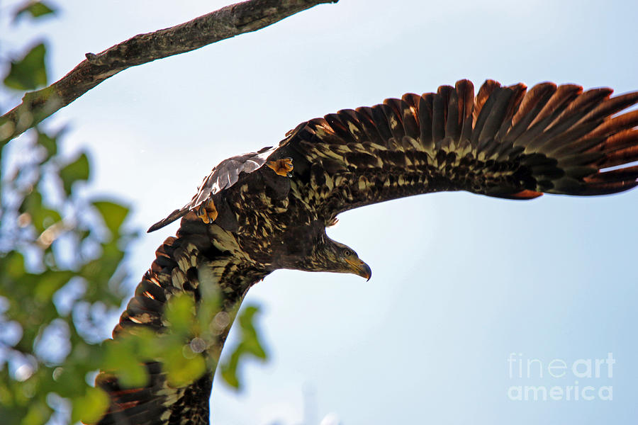 Beneath the Wings of an Eagle  9038 Photograph by Jack Schultz
