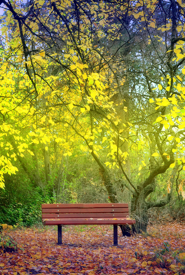 Beneath the Yellow Leaves Photograph by Tara Turner - Fine Art America