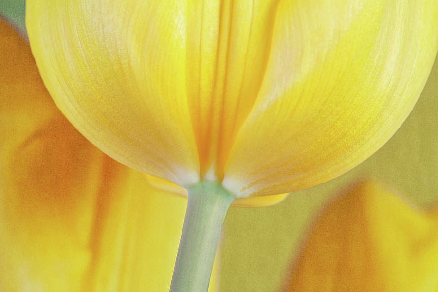 Abstract Photograph - Beneath the Yellow Tulip by Tom Mc Nemar
