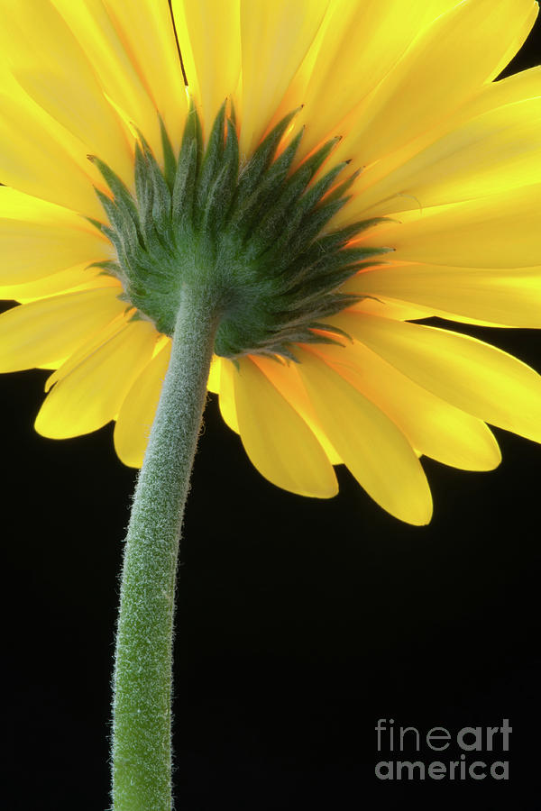 Beneath Yellow Gerbera Daisy by David R Mann Beneath Yellow Gerbera Daisy by David R Mann