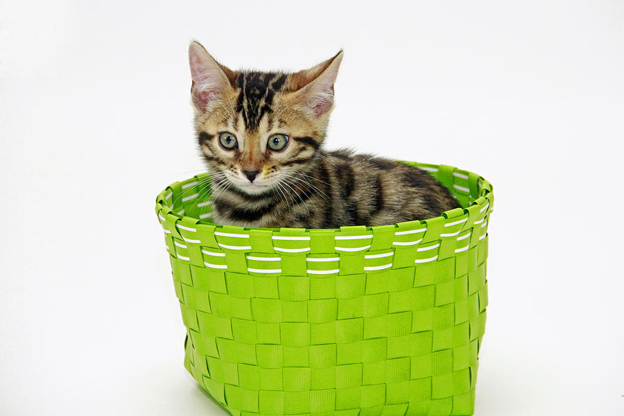 Bengal Basket Photograph by Shoal Hollingsworth