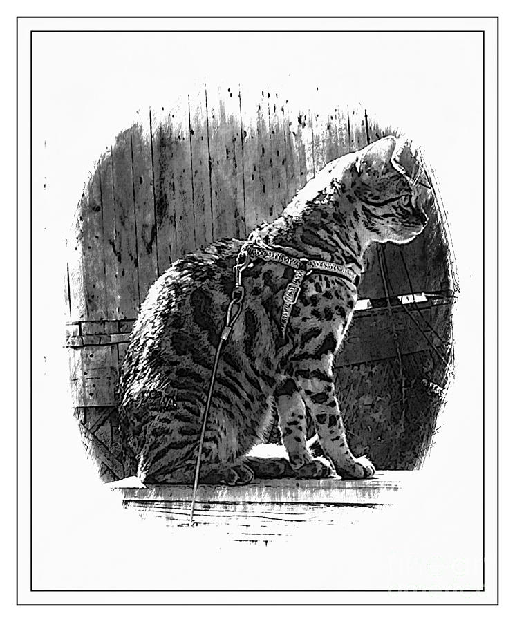 Bengal Cat in Black and White Photograph by Barbara A Griffin