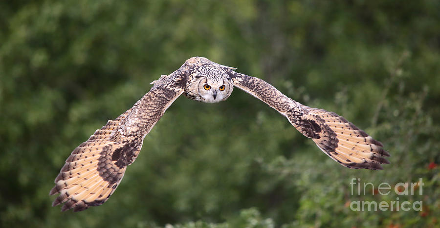 Bengal Eagle Owl in flight Photograph by Maria Gaellman