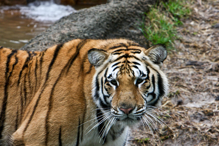 Tiger Photograph - Bengal Eye to Eye by Douglas Barnett