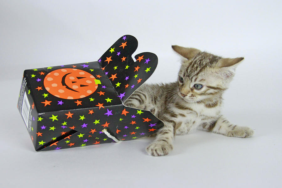Halloween Photograph - Bengal in a Box by Shoal Hollingsworth