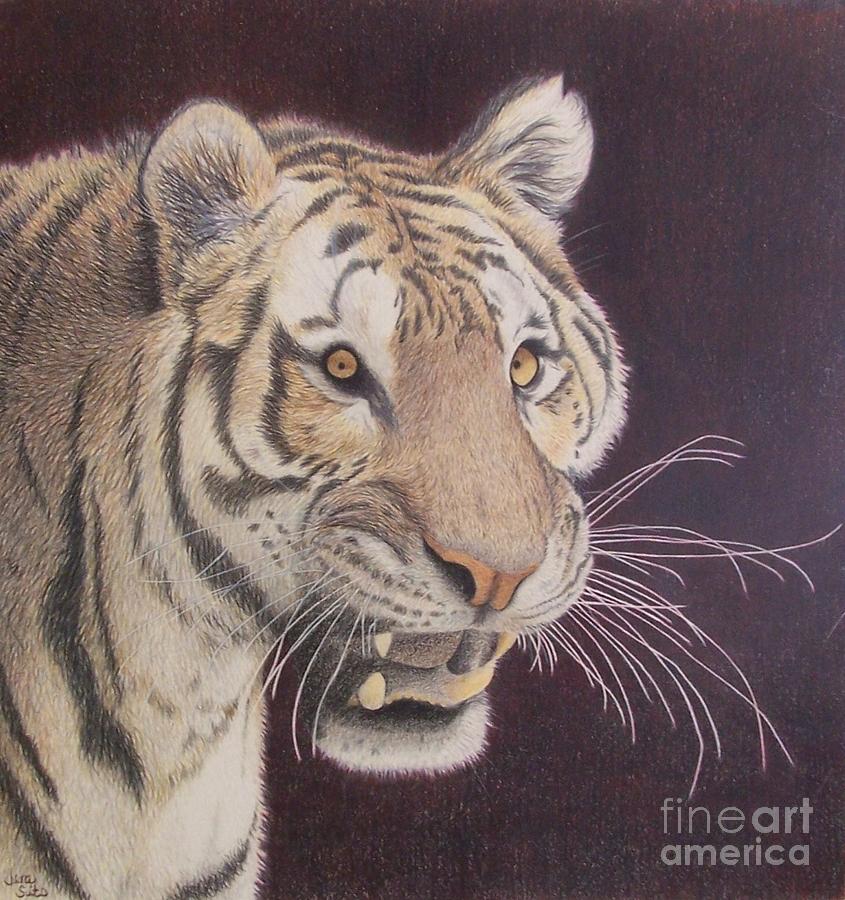 Tiger Drawing - Bengal by Jena Suits