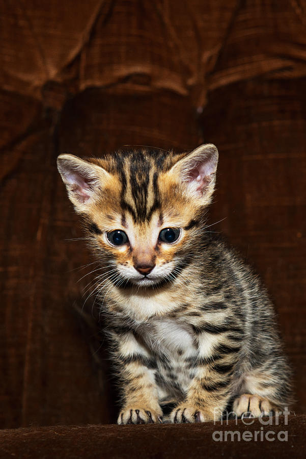 Bengal Kitten - 2 Photograph