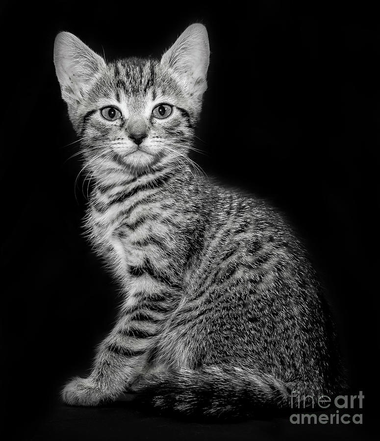 Bengal kitten 3 Photograph by Candydash Images Bengal kitten 3 Photograph by Candydash Images