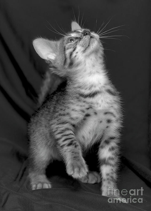 Bengal kitten Photograph by Candydash Images Bengal kitten Photograph by Candydash Images