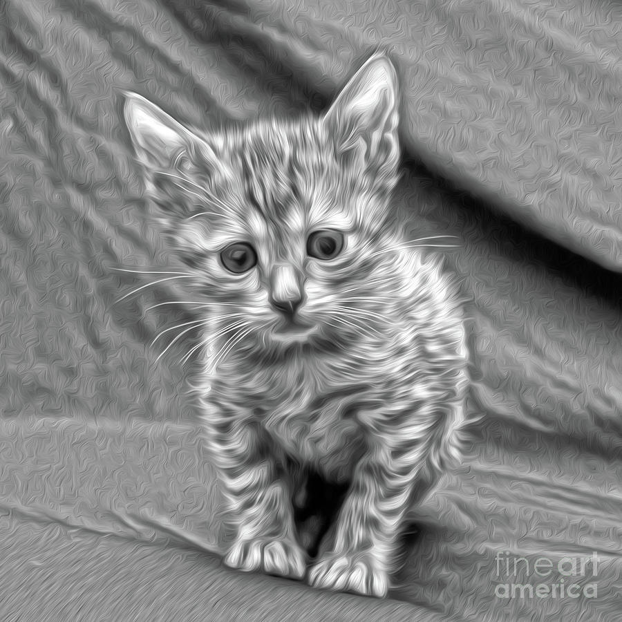 Bengal kitten2 Photograph by Candydash Images