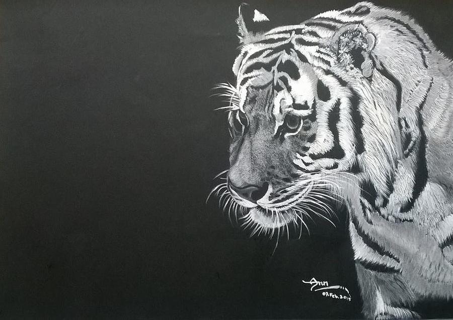 Bengal Tiger Drawing by Arun Kaduru Fine Art America