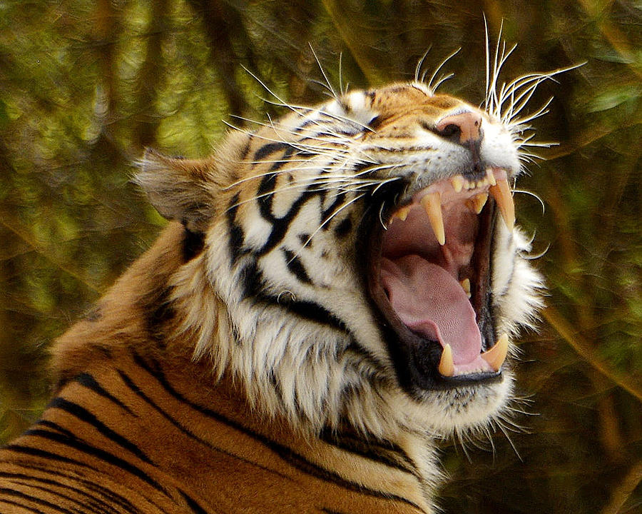 Bengal Tiger Photograph by Bart Blumberg