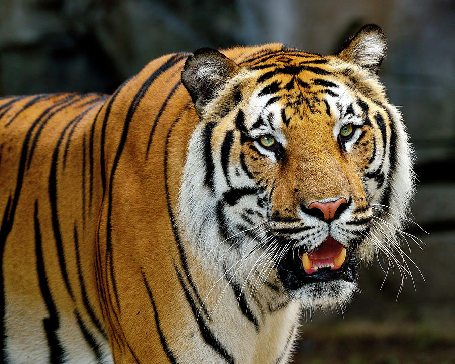 Bengal Tiger Photograph by Bill Dodsworth