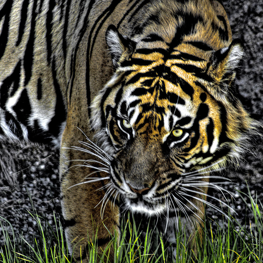 Bengal Tiger Photograph by David Patterson