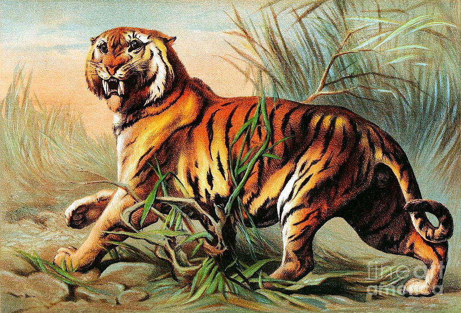 Bengal Tiger, Endangered Species Photograph by Biodiversity Heritage Library