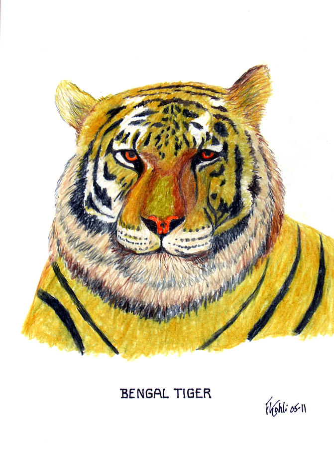 COLOURED PENCIL DRAWING tiger £5.50 - PicClick UK
