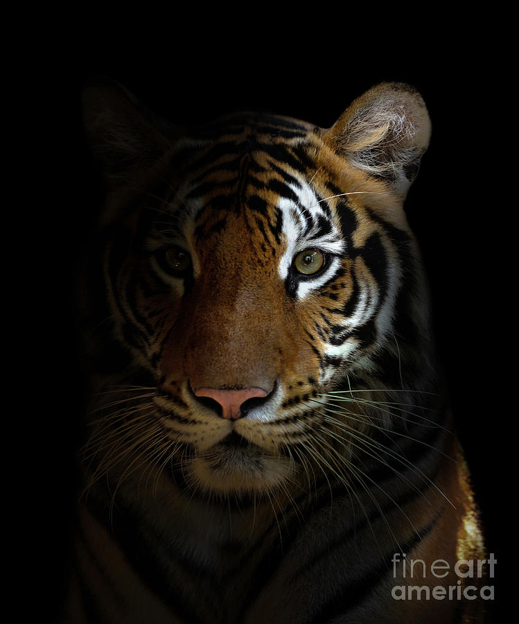 Bengal Tiger Head Photograph by Anan Kaewkhammul - Fine Art America