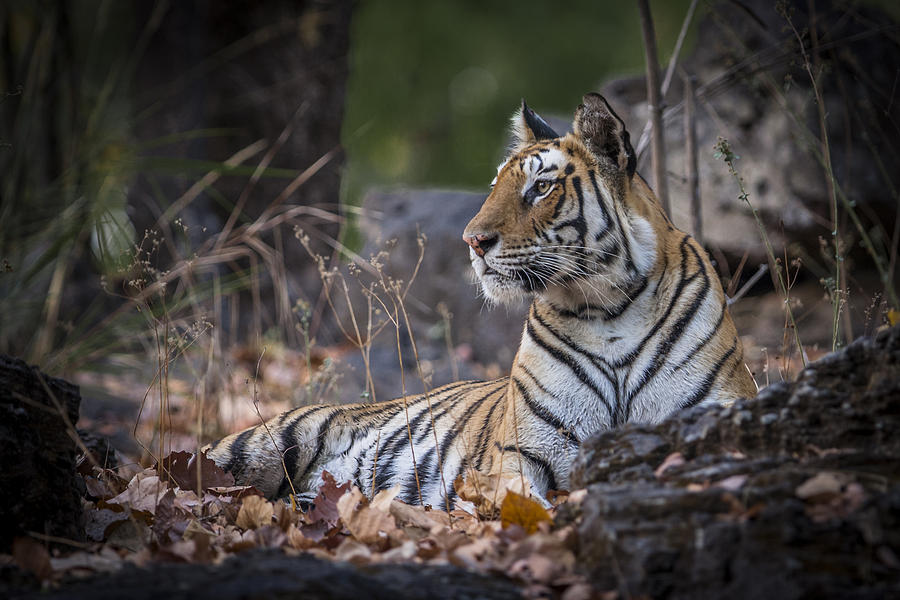 Bengal tiger Photograph by Hitendra SINKAR