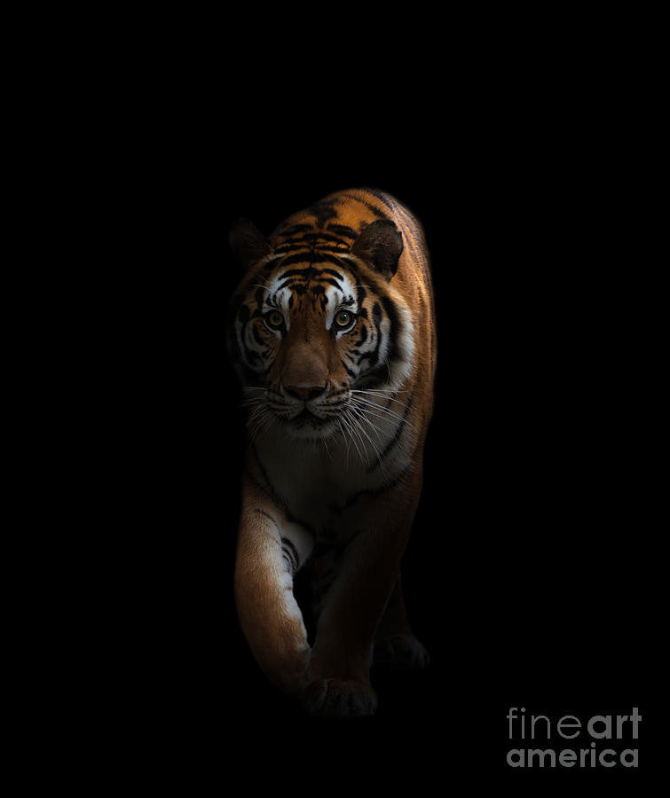 Bengal Tiger In The Dark Photograph by Anan Kaewkhammul - Fine Art America