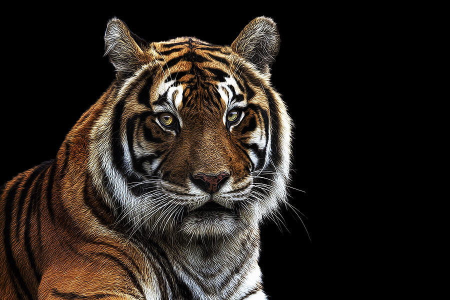 Bengal Tiger Photograph by Janet Fikar - Fine Art America