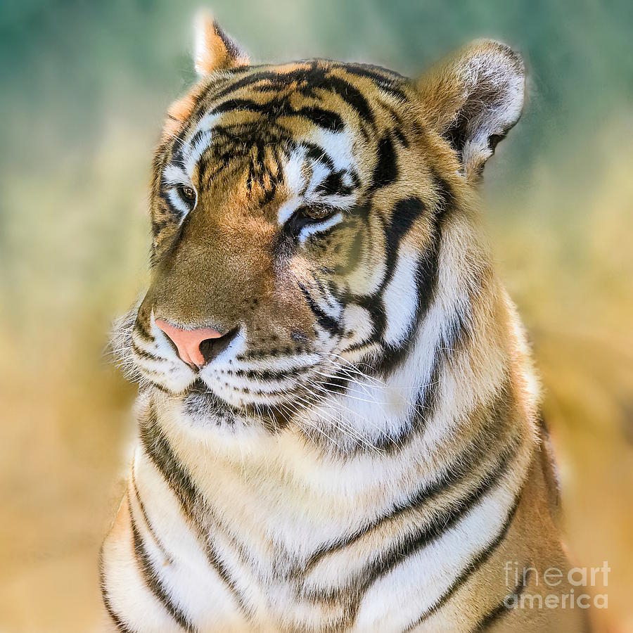 Bengal Tiger  Jasmine Photograph by Peggy Franz