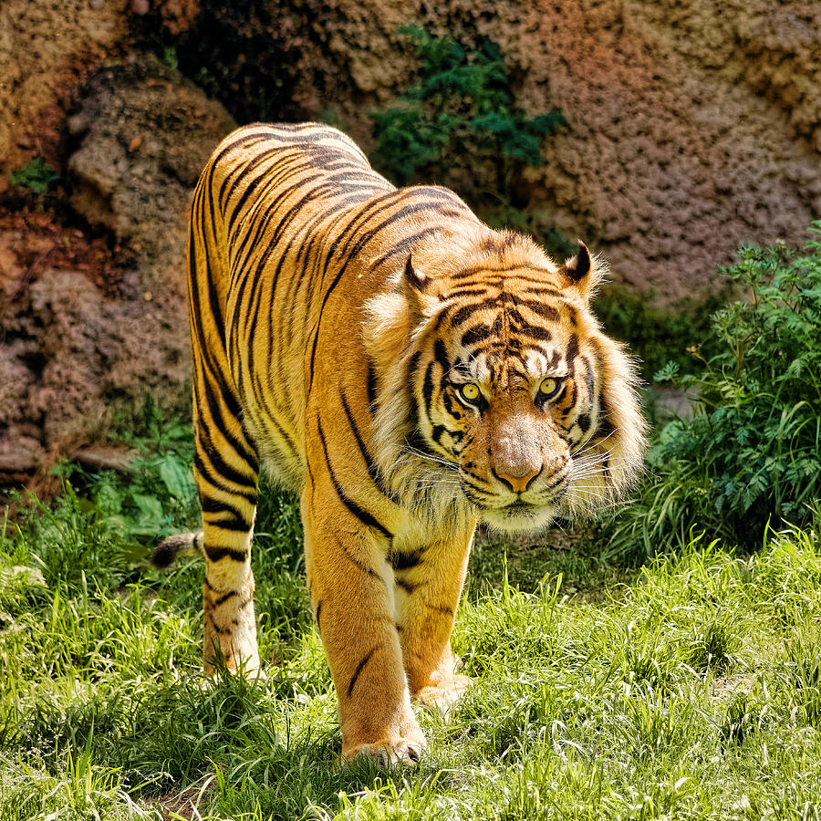 Animal Photograph - Bengal Tiger by Jon Woodhams