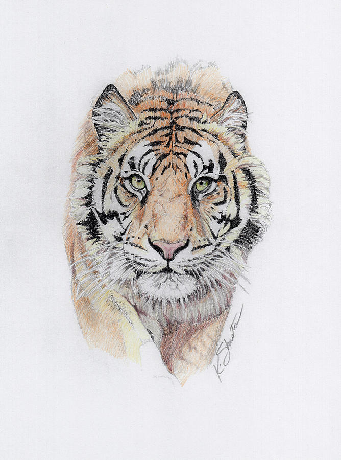 How to Draw a Roaring Tiger Face - YouTube