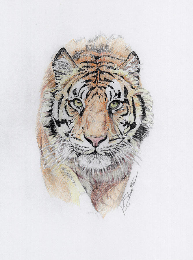 Bengal Tiger Drawing by Kathy Shuster Fine Art America