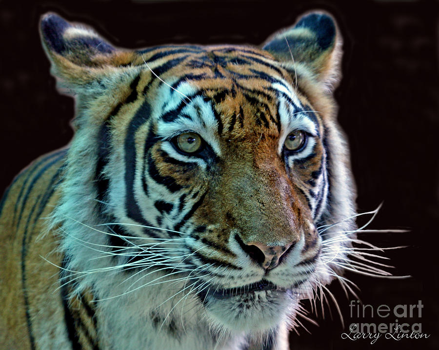 Bengal Tiger Photograph by Larry Linton